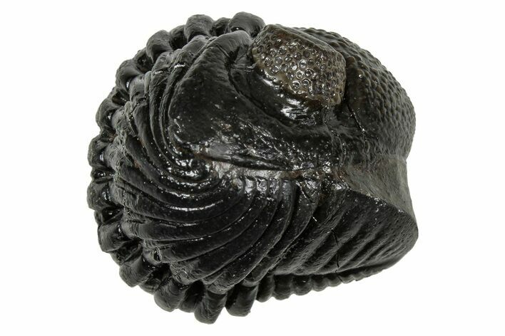 Wide, Enrolled Pedinopariops Trilobite - Excellent Eyes #347744